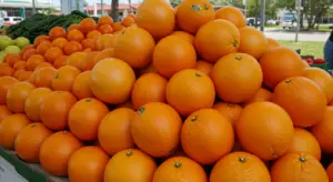 Florida citrus is stabilizing, but the global market is still trading on scarcity.